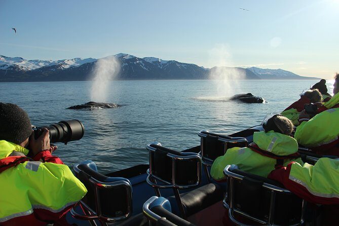 Original Big Whale Safari & Puffins Speedboat Tour from Húsavík - Who Should Book This Tour (and Who Should Skip It)