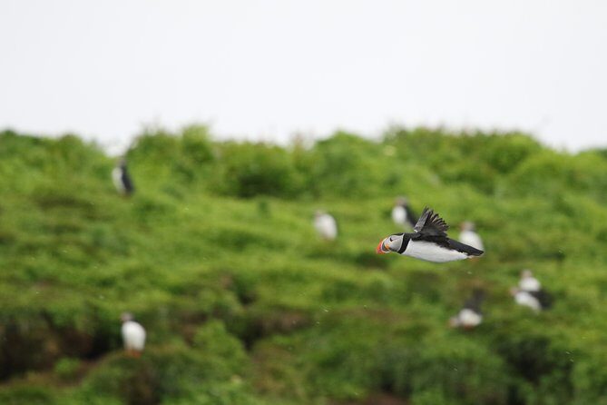 Premium Small-Group Puffin & Bird Watching tour from Reykjavík - Key highlights you’ll feel the moment you arrive