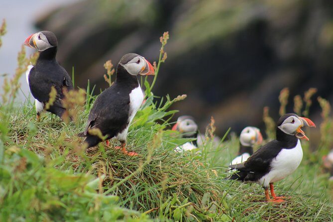 Premium Small-Group Puffin & Bird Watching tour from Reykjavík - The RIB ride: speed for timing, quiet for wildlife