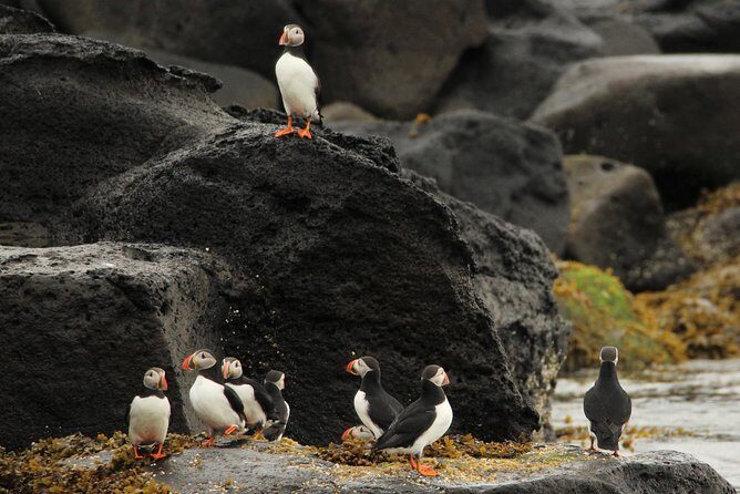 Premium Small-Group Puffin & Bird Watching tour from Reykjavík - Who should book, and who should skip
