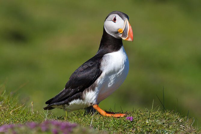 Puffin and Volcano Tour with Ebbi - Key things I’d bookmark before you go