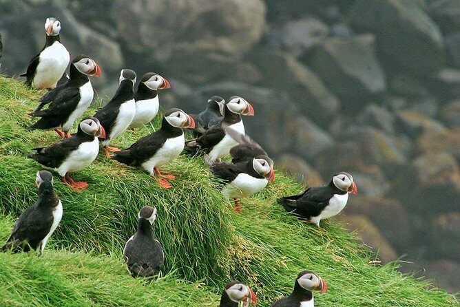 Puffin and Volcano Tour with Ebbi - Elephant Rock and the island landmarks: scenery with purpose