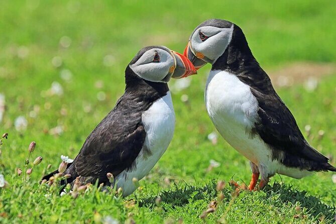 Puffin and Volcano Tour with Ebbi - Eldfell crater where the eruption started: walking on volcano time