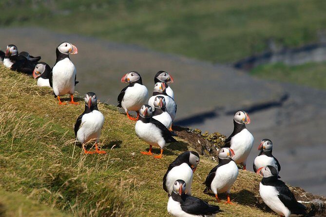 Puffin and Volcano Tour with Ebbi - How the 2-hour format works (and where you may feel it)