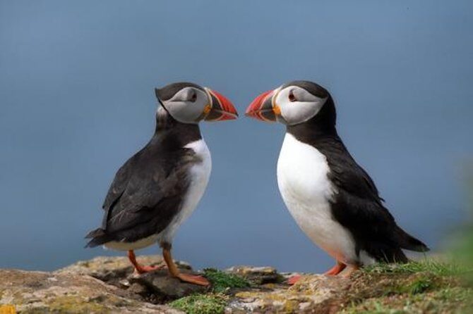 Puffin Cruise with Expert Tour Guide from Reykjavik - Key highlights you’ll care about