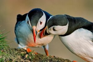 Puffin Cruise with Expert Tour Guide from Reykjavik - The Express Boat Ride: What You’ll Learn Before You Spot Birds