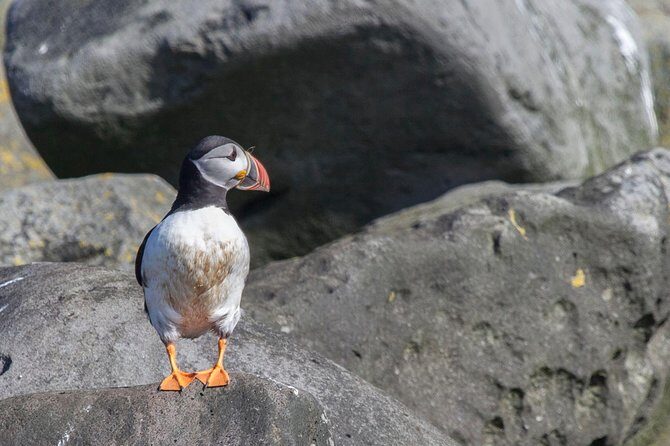 Puffin Cruise with Expert Tour Guide from Reykjavik - Akurey Island Circle-By: How Close Is Close Enough?