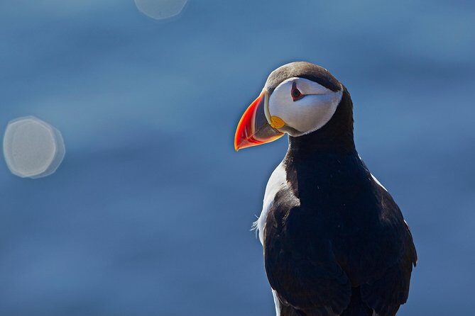 Puffin Cruise with Expert Tour Guide from Reykjavik - Birdlife Beyond Puffins: The Other Species Are the Bonus
