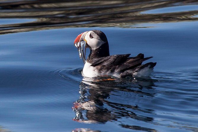 Puffin Cruise with Expert Tour Guide from Reykjavik - Sea-State Reality Check: What to Expect on Rougher Water