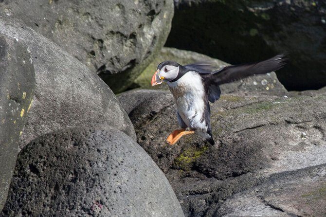 Puffin Cruise with Expert Tour Guide from Reykjavik - Crowding and Timing: Why Departure Time Matters