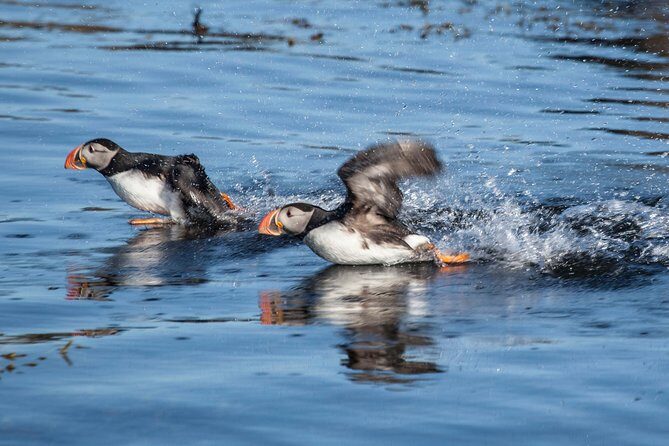 Puffin Cruise with Expert Tour Guide from Reykjavik - Pricing and Value: Is $63.96 a Smart Spend?