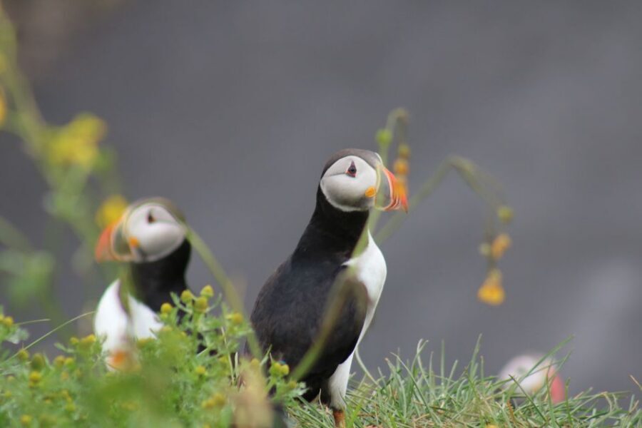 Reykjavik: 1-Hour Puffin Watching Tour - Key things I’d prioritize before you go
