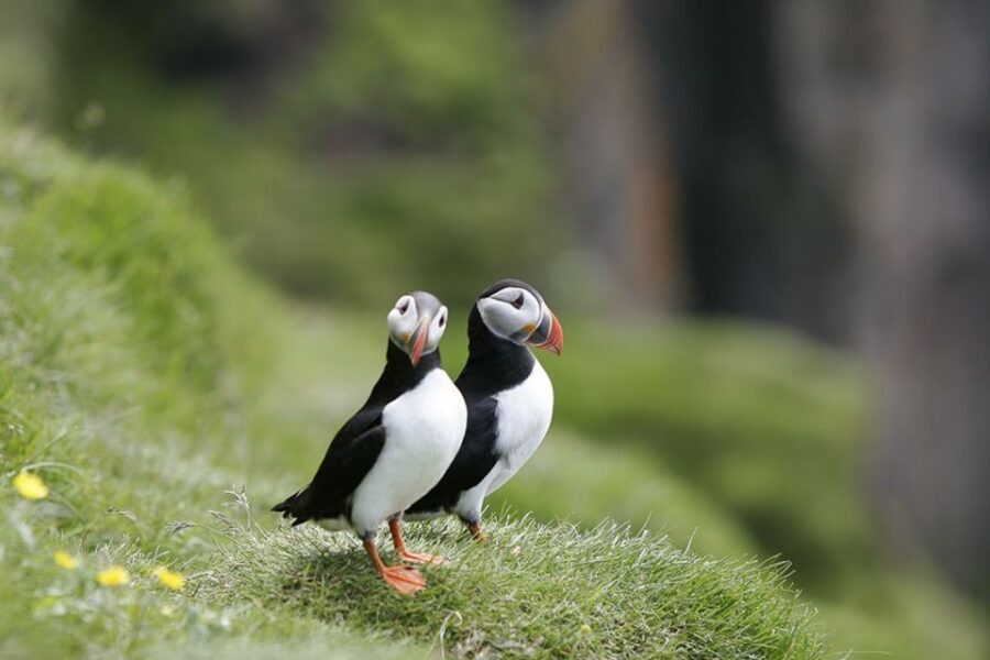 Reykjavik: 1-Hour Puffin Watching Tour - Puffins in Reykjavik: why this short outing works