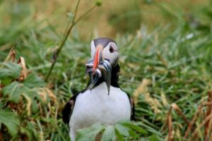 Reykjavik: 1-Hour Puffin Watching Tour - Getting started at Ægisgarður 5 (and why arriving early helps)