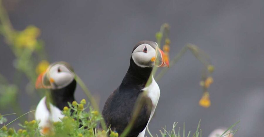 Reykjavik: 1-Hour Puffin Watching Tour - On the yacht: warm gear, binoculars, and a guide who points out what matters
