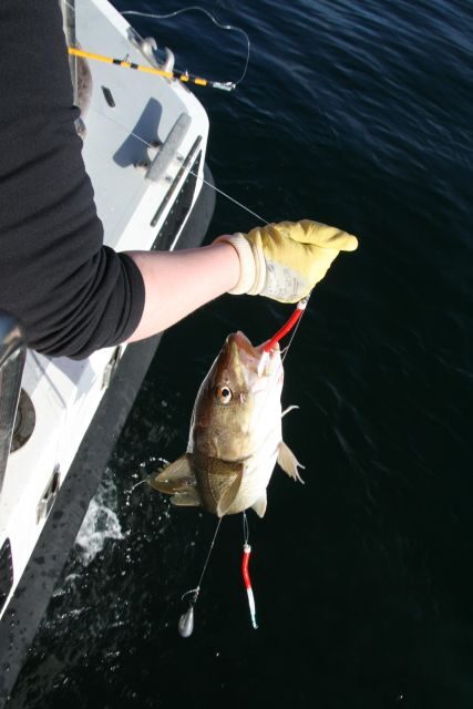 Reykjavik: 3-Hour Sea Angling Gourmet Experience Tour - Who This Tour Fits Best in Iceland (and Who Should Skip It)