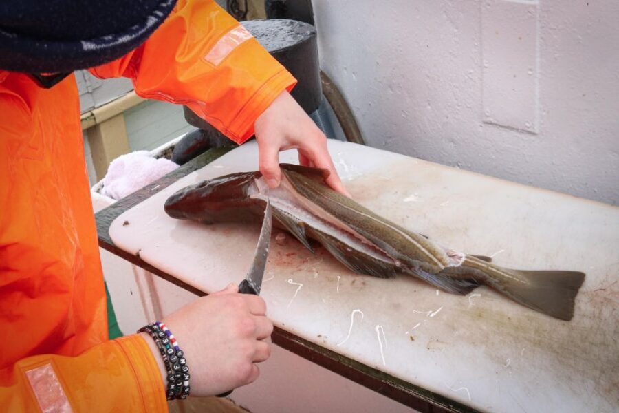 Reykjavik: 3-Hour Sea Angling Gourmet Experience Tour - Faxaflói Fishing Grounds: What You’ll Catch and Why It Feels Different