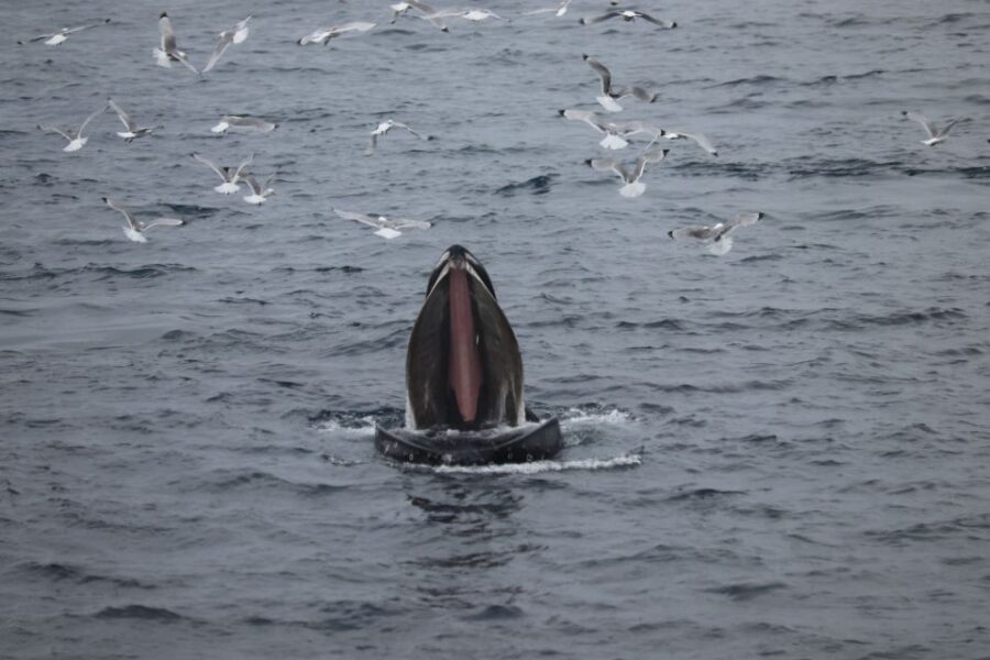 Reykjavik: Best Value Whale Watching Boat Tour - Key Highlights You’ll Actually Care About
