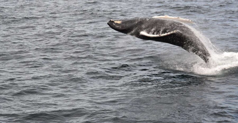 Reykjavik: Best Value Whale Watching Boat Tour - Crowds and Timing: Why Early Departures Can Feel Extra Cold