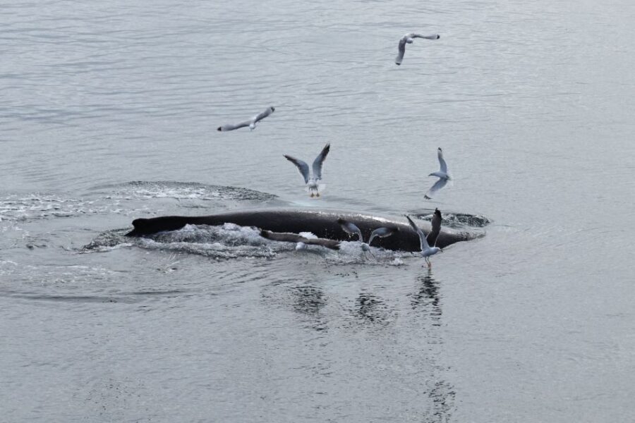 Reykjavik: Best Value Whale Watching Boat Tour - Getting to the Boat: Geirsgata 11 and a Fast Check-In