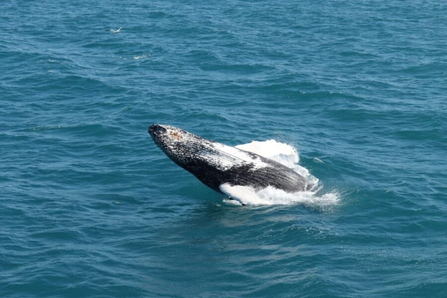 Reykjavik: Best Value Whale Watching Boat Tour - Onboard Comfort in Iceland’s Weather: Overalls, Heated Cabins, and Wi‑Fi