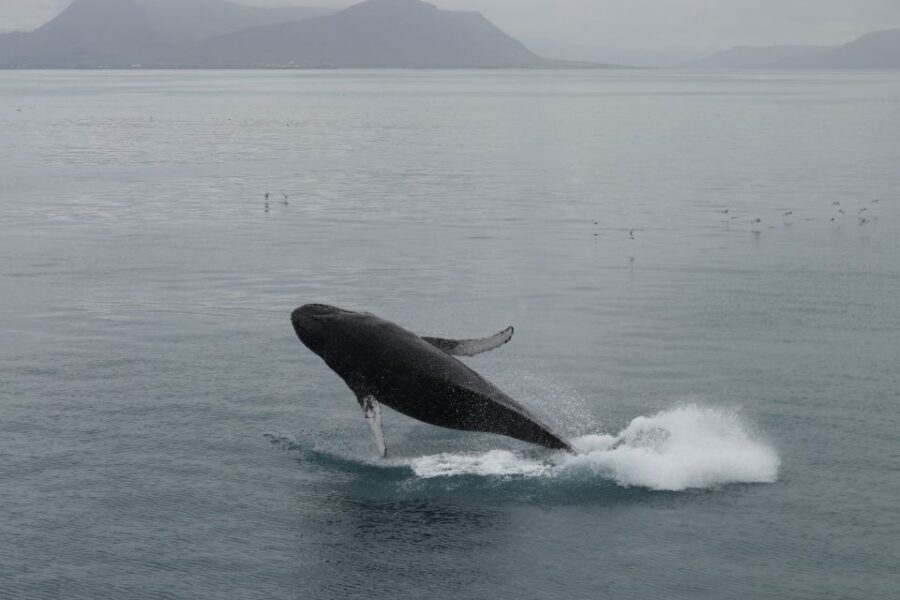 Reykjavik: Best Value Whale Watching Boat Tour - Faxaflói Bay Wildlife: Minke, Humpback, Dolphins, Porpoises, and More