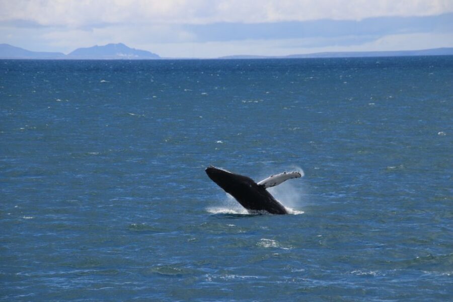 Reykjavik: Best Value Whale Watching Boat Tour - The Guide Factor: How Deck Scanning Gets Better (Fast)