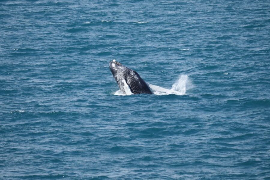 Reykjavik: Best Value Whale Watching Boat Tour - Captain Positioning and Respect for Wildlife: Better Views Without the Unsafe Chaos