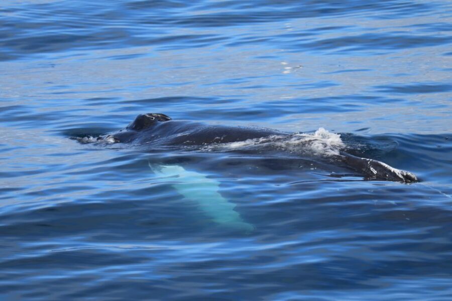 Reykjavik: Best Value Whale Watching Boat Tour - What You Can Buy Onboard: Drinks, Snacks, and Staying in the Moment