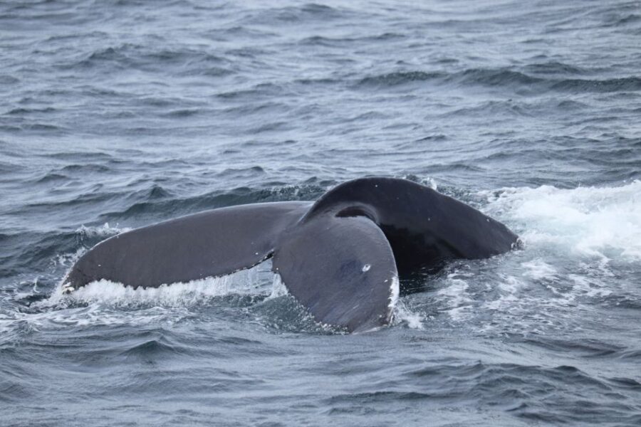 Reykjavik: Best Value Whale Watching Boat Tour - Weather and Seasickness: How to Prepare Without Overthinking It