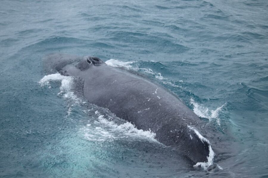 Reykjavik: Best Value Whale Watching Boat Tour - The 3.5-Hour Experience: What the Time Budget Really Covers
