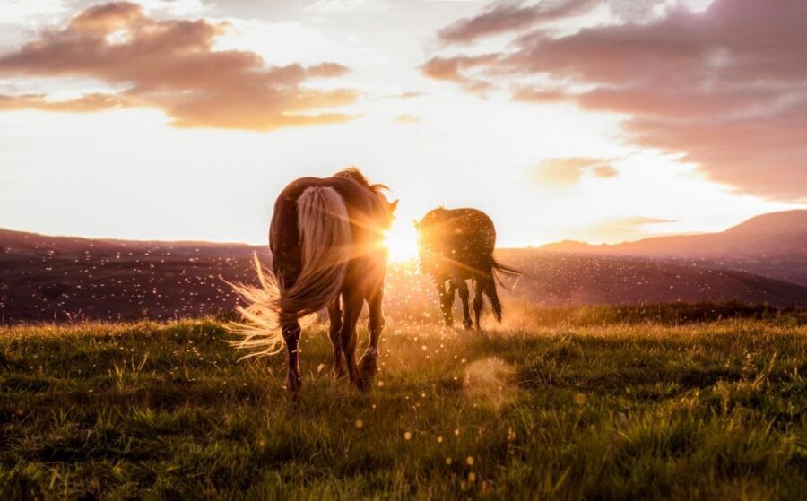 Reykjavik: Golden Circle, Tomato Farm and Kerið Crater Tour - Gullfoss: the classic waterfall that doesn’t need hype