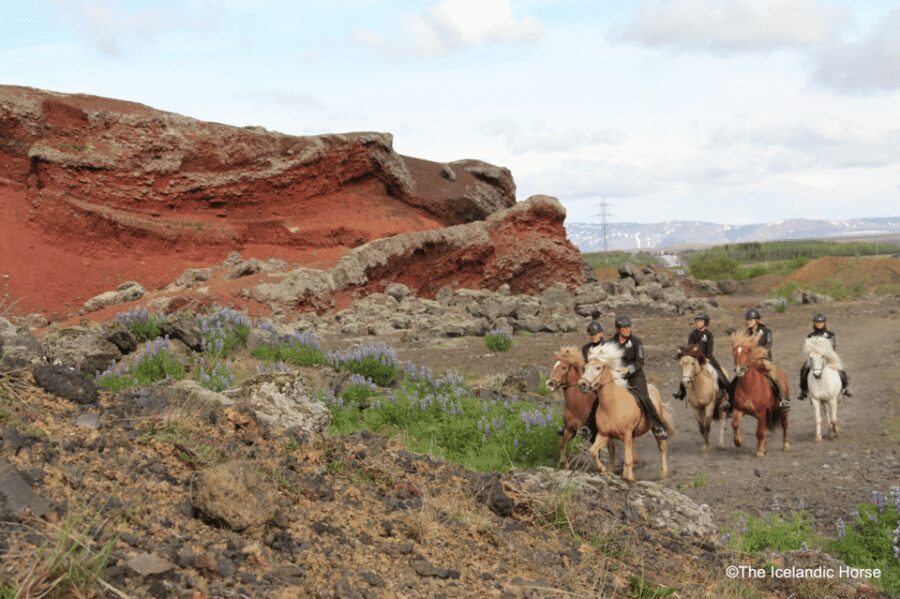 Reykjavík: Horse Riding Tours - Key things to know before you mount up