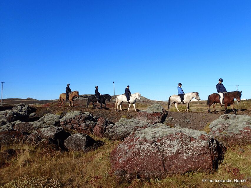 Reykjavík: Horse Riding Tours - The riding school briefing: where you learn the “why,” not just the “what”