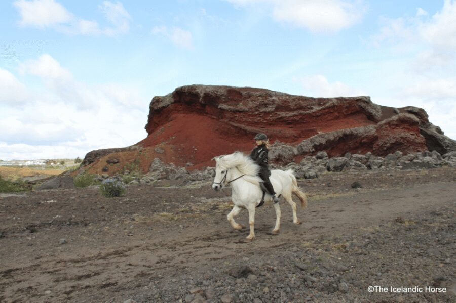 Reykjavík: Horse Riding Tours - Getting matched with the right horse (so the ride feels smooth)