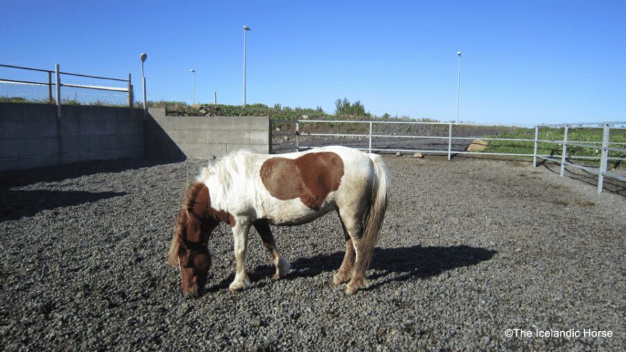 Reykjavík: Horse Riding Tours - The 1.5-hour ride: Redhill area views plus volcanic terrain