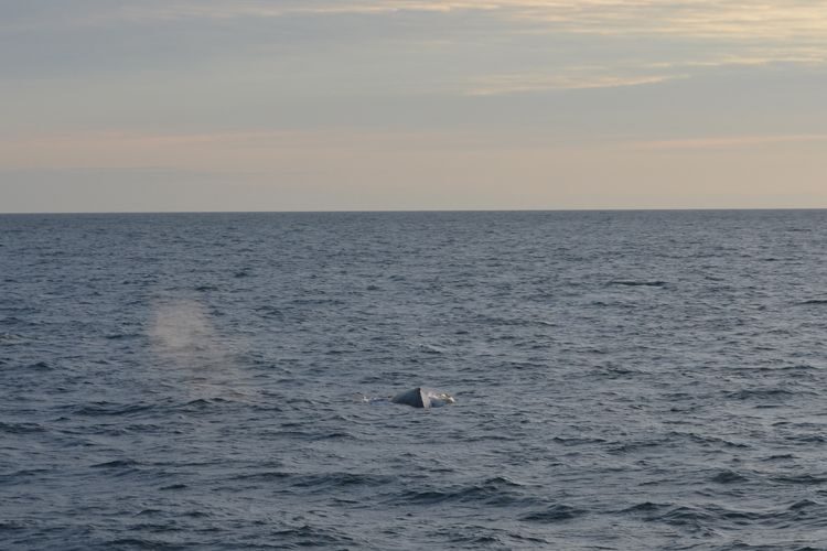 Reykjavik: Midnight Sun Whale Watching Tour - Midnight Sun + Faxafloi Bay: why this Reykjavik whale trip feels different