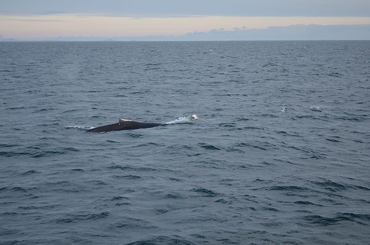 Reykjavik: Midnight Sun Whale Watching Tour - On the water: how the crew hunts whales without hammering the ocean