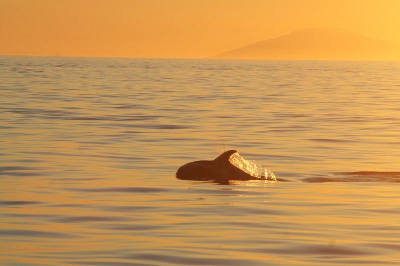 Reykjavik: Midnight Sun Whale Watching Tour - Wildlife you can realistically expect: minke, humpbacks, dolphins, and puffins