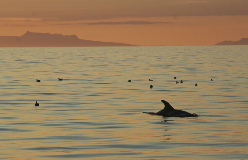 Reykjavik: Midnight Sun Whale Watching Tour - Live guiding and named humans: what “marine biologist help” feels like