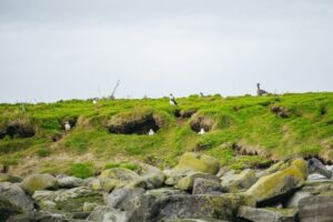 Reykjavik: Puffin Watching Boat Tour - Lundey and Akurey: where puffins put on a show