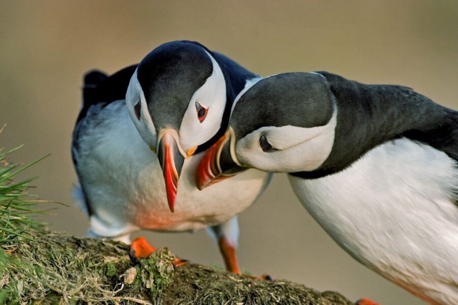 Reykjavik: Puffin Watching Boat Tour - How the 100% puffin guarantee works in practice