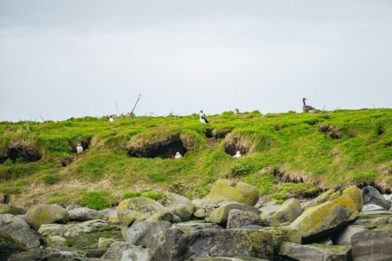 Reykjavik: Puffin Watching Boat Tour - Lundey and Akurey: where puffins put on a show