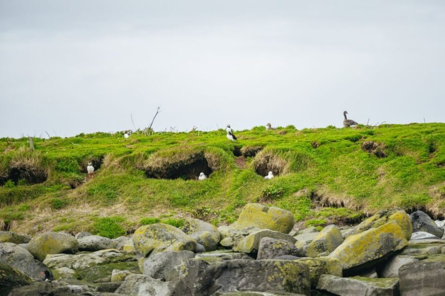 Reykjavik: Puffin Watching Boat Tour - Lundey and Akurey: where puffins put on a show