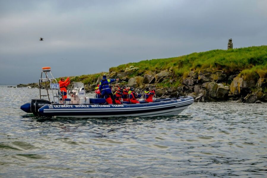Reykjavik: Puffin Watching Tour - Who this puffin RIB tour fits best (and who should skip)