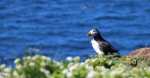 Reykjavik: Puffin Watching Tour - The 1-hour route: cruise out, watch feeding, then head back