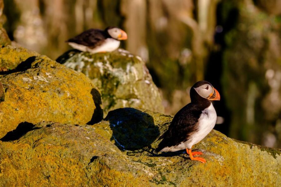 Reykjavik: Puffin Watching Tour - Binoculars, photos, and how to get usable results