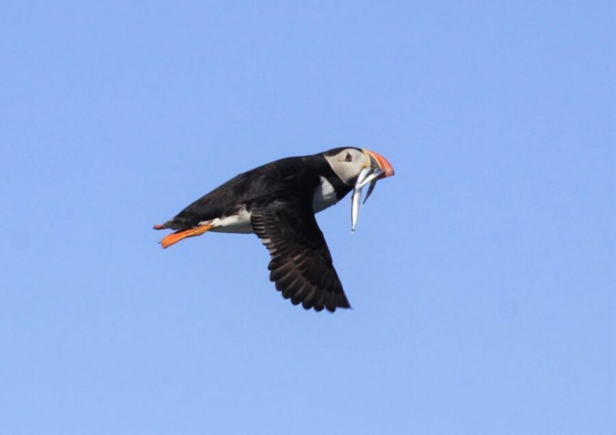 Reykjavik: Puffin Watching Tour - Comfort and safety: coveralls help more than you think