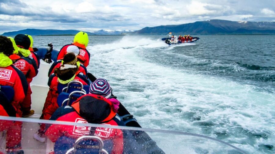 Reykjavik: Puffin Watching Tour - Price and value: is $101 worth it?