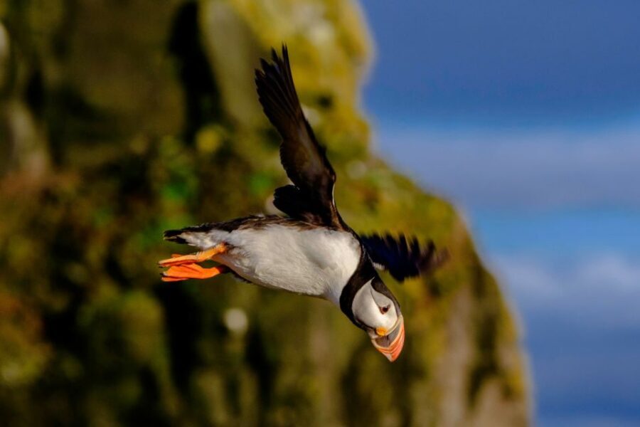 Reykjavik: Puffin Watching Tour - Season, sightings, and what can affect puffin numbers